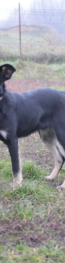 dobby – Mischling, Männchen, 2 Jahre, Ungarn – Foto 3