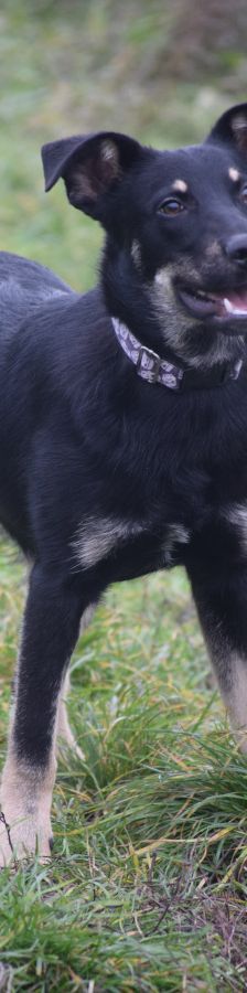 dobby – Mischling, Männchen, 2 Jahre, Ungarn – Foto 5