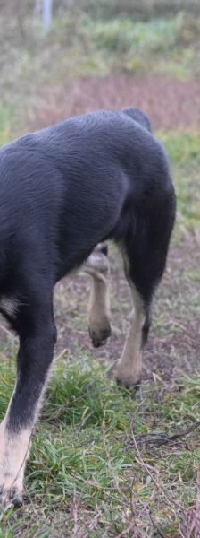 dobby – Mischling, Männchen, 2 Jahre, Ungarn – Foto 6