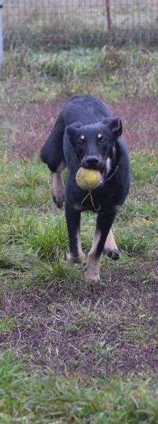 dobby – Mischling, Männchen, 2 Jahre, Ungarn – Foto 8