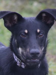 dobby – Mischling, Männchen, 2 Jahre, Ungarn – Foto 10