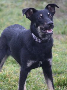 dobby – Mischling, Männchen, 2 Jahre, Ungarn – Foto 11
