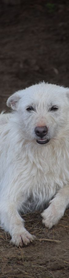 chanel – Mischling, Weibchen, 3 Jahre, Ungarn – Foto 1