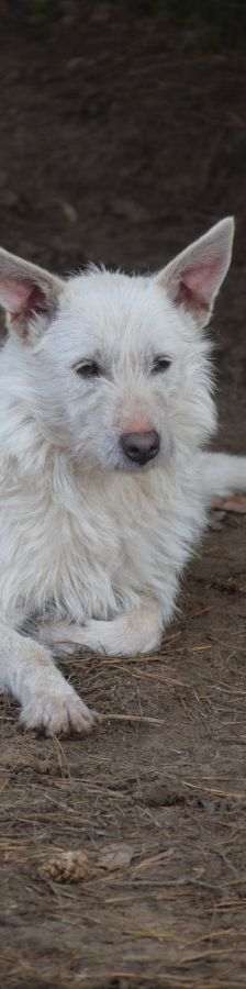 chanel – Mischling, Weibchen, 3 Jahre, Ungarn – Foto 2