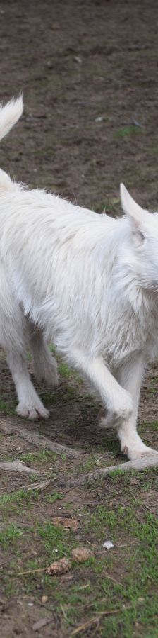 chanel – Mischling, Weibchen, 3 Jahre, Ungarn – Foto 4