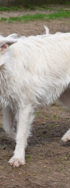 chanel – Mischling, Weibchen, 3 Jahre, Ungarn – Foto 6