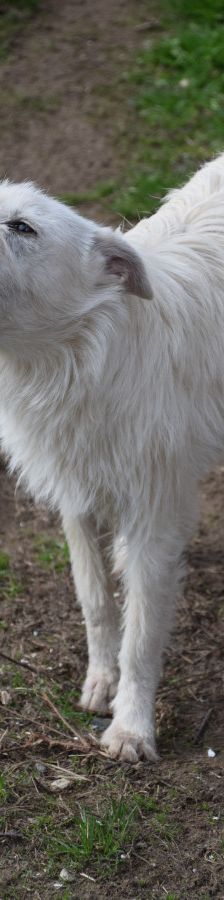 chanel – Mischling, Weibchen, 3 Jahre, Ungarn – Foto 7