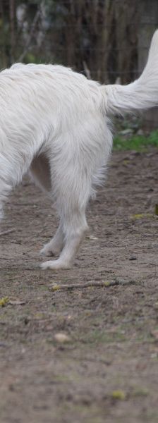 chanel – Mischling, Weibchen, 3 Jahre, Ungarn – Foto 8