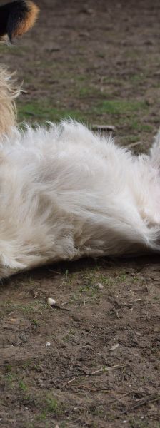 chanel – Mischling, Weibchen, 3 Jahre, Ungarn – Foto 9