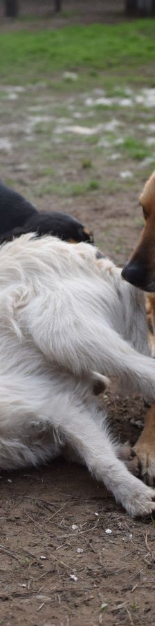 chanel – Mischling, Weibchen, 3 Jahre, Ungarn – Foto 10