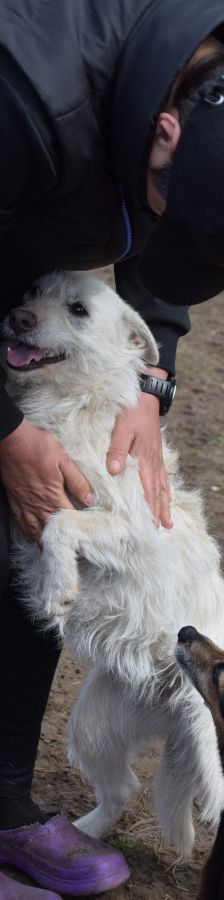 chanel – Mischling, Weibchen, 3 Jahre, Ungarn – Foto 11