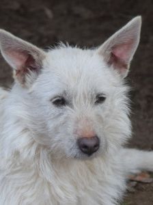 chanel – Mischling, Weibchen, 3 Jahre, Ungarn – Foto 13