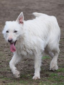 chanel – Mischling, Weibchen, 3 Jahre, Ungarn – Foto 14