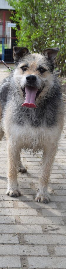 capone – Mischling, Männchen, 5 Jahre, Ungarn – Foto 1