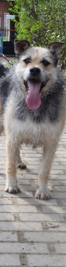 capone – Mischling, Männchen, 5 Jahre, Ungarn – Foto 2