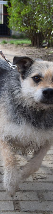 capone – Mischling, Männchen, 5 Jahre, Ungarn – Foto 3