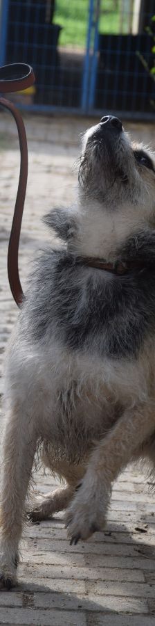 capone – Mischling, Männchen, 5 Jahre, Ungarn – Foto 4