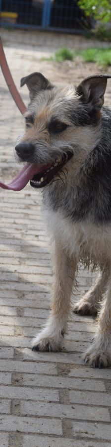 capone – Mischling, Männchen, 5 Jahre, Ungarn – Foto 5