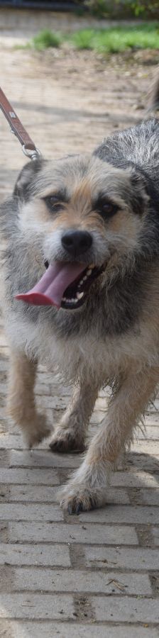 capone – Mischling, Männchen, 5 Jahre, Ungarn – Foto 6