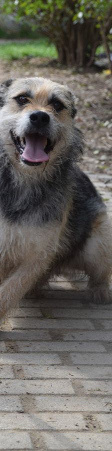capone – Mischling, Männchen, 5 Jahre, Ungarn – Foto 7