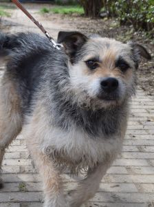 capone – Mischling, Männchen, 5 Jahre, Ungarn – Foto 8