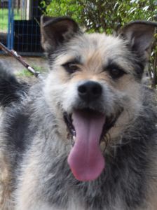 capone – Mischling, Männchen, 5 Jahre, Ungarn – Foto 9