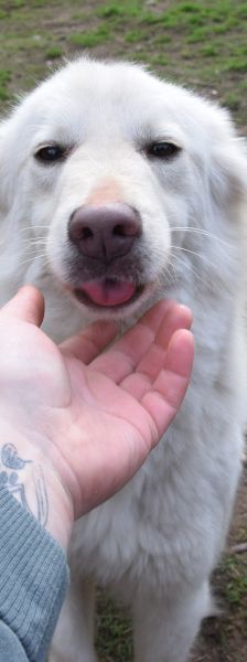 caruso – Hund, Männchen, 3 Jahre, Ungarn – Foto 1