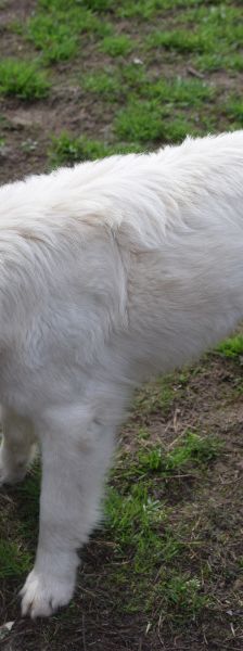 caruso – Hund, Männchen, 3 Jahre, Ungarn – Foto 4
