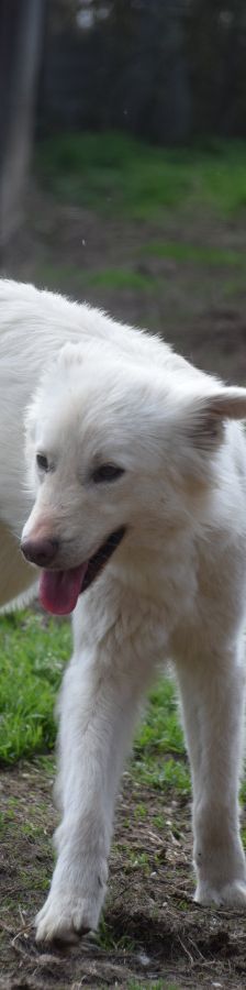 caruso – Hund, Männchen, 3 Jahre, Ungarn – Foto 5