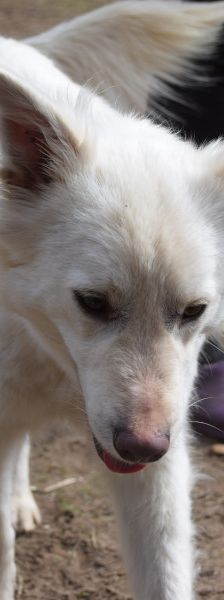 caruso – Hund, Männchen, 3 Jahre, Ungarn – Foto 6