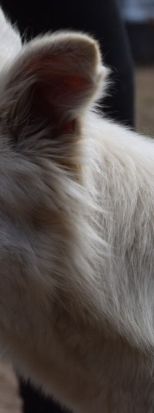 caruso – Hund, Männchen, 3 Jahre, Ungarn – Foto 7