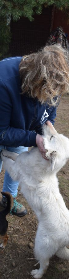 caruso – Hund, Männchen, 3 Jahre, Ungarn – Foto 9