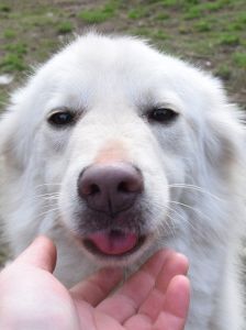 caruso – Hund, Männchen, 3 Jahre, Ungarn – Foto 10