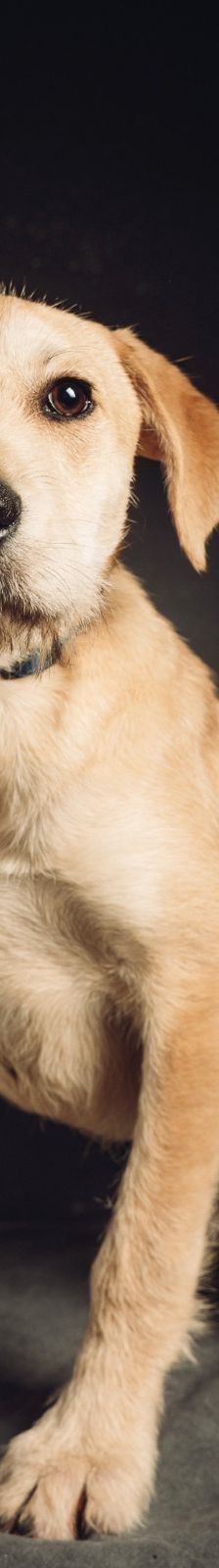 lim – Mischling, Männchen, 1 Jahr, Ungarn – Foto 6