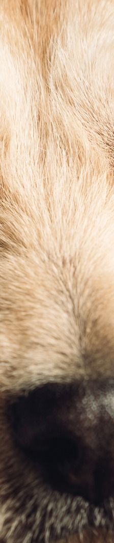 lim – Mischling, Männchen, 1 Jahr, Ungarn – Foto 8