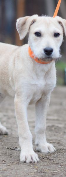 lim – Mischling, Männchen, 1 Jahr, Ungarn – Foto 12