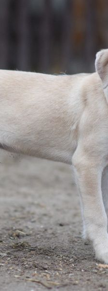 lim – Mischling, Männchen, 1 Jahr, Ungarn – Foto 13
