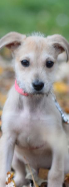lim – Mischling, Männchen, 1 Jahr, Ungarn – Foto 16
