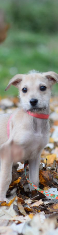 lim – Mischling, Männchen, 1 Jahr, Ungarn – Foto 17