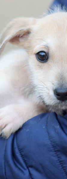 lim – Mischling, Männchen, 1 Jahr, Ungarn – Foto 18