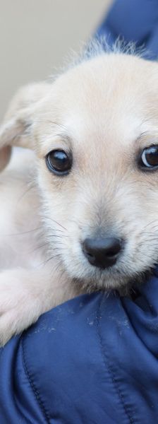 lim – Mischling, Männchen, 1 Jahr, Ungarn – Foto 19