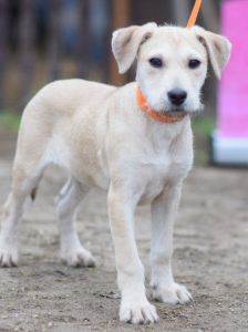 lim – Mischling, Männchen, 1 Jahr, Ungarn – Foto 22
