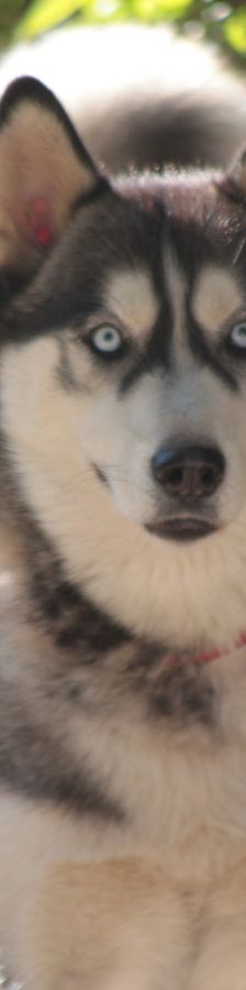 bonnie – Hund, Weibchen, 4 Jahre, Ungarn – Foto 1