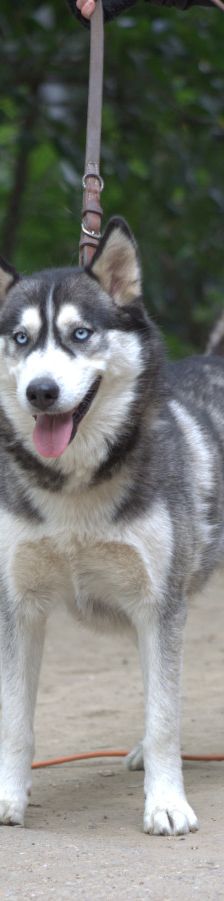 bonnie – Hund, Weibchen, 4 Jahre, Ungarn – Foto 2