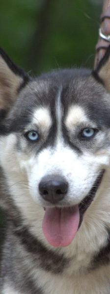 bonnie – Hund, Weibchen, 4 Jahre, Ungarn – Foto 3