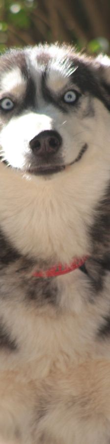 bonnie – Hund, Weibchen, 4 Jahre, Ungarn – Foto 4