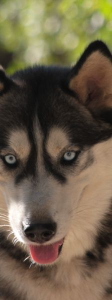bonnie – Hund, Weibchen, 4 Jahre, Ungarn – Foto 5
