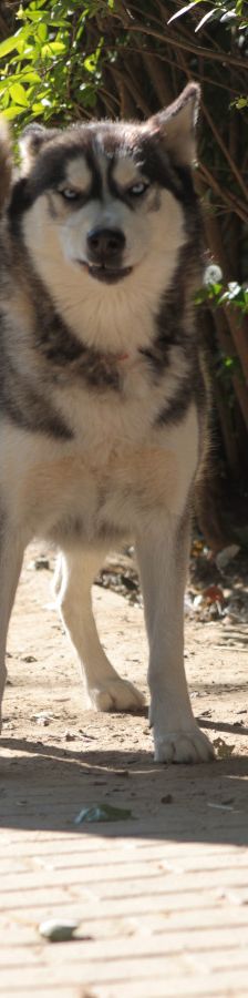 bonnie – Hund, Weibchen, 4 Jahre, Ungarn – Foto 6
