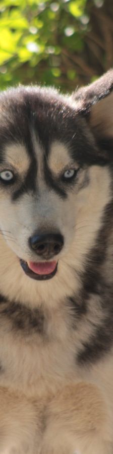 bonnie – Hund, Weibchen, 4 Jahre, Ungarn – Foto 7