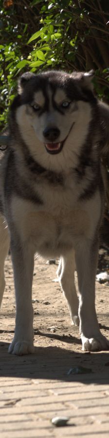 bonnie – Hund, Weibchen, 4 Jahre, Ungarn – Foto 8